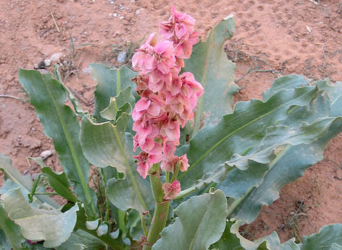 Desert Flowers